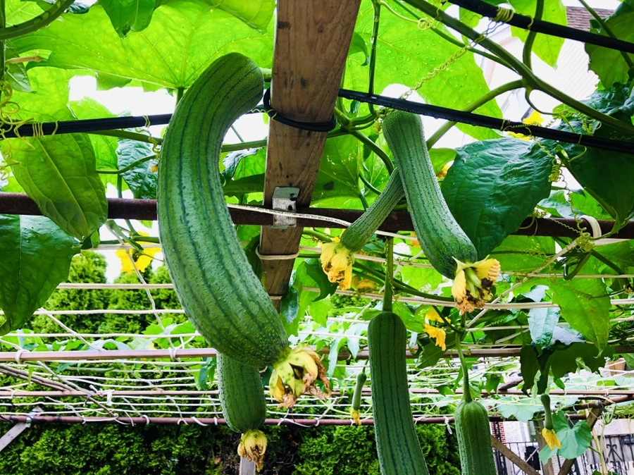 IMG_4163.jpg?type=w966