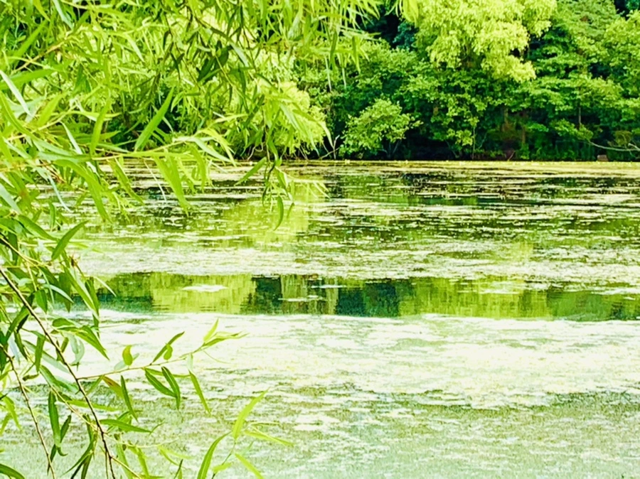 IMG_7493.jpg?type=w966