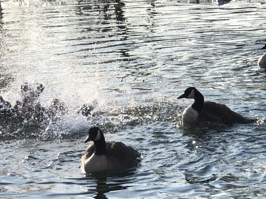 IMG_2793.jpg?type=w966