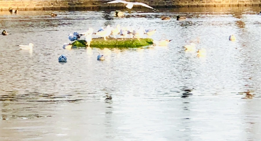 IMG_0842.jpg?type=w966