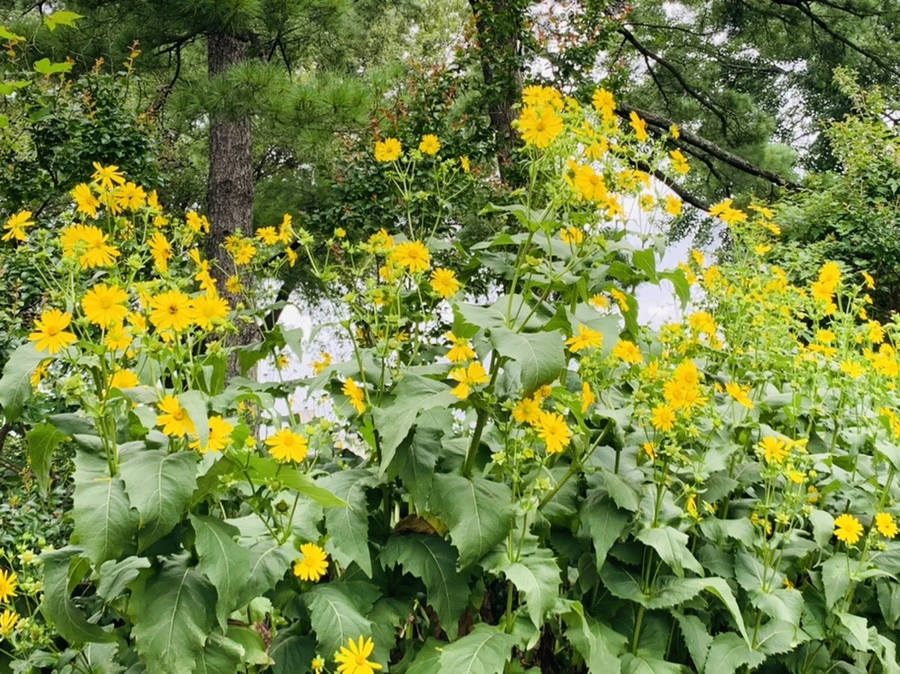 IMG_1082.jpg?type=w966