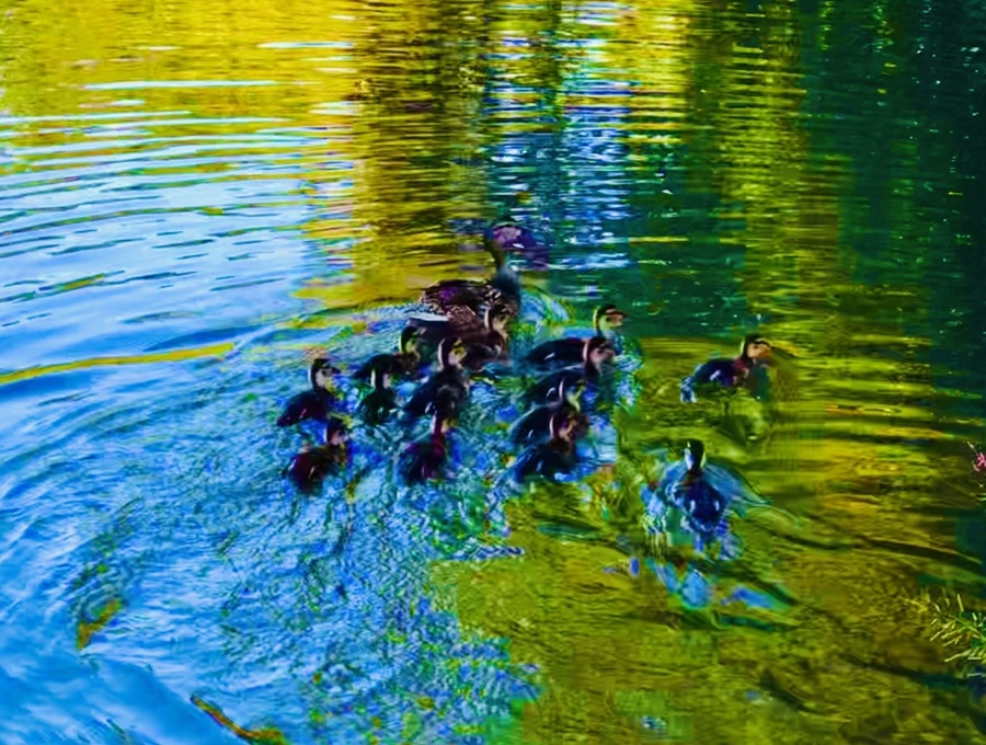 IMG_2691.jpg?type=w966