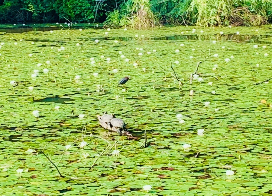 IMG_1274.jpg?type=w966