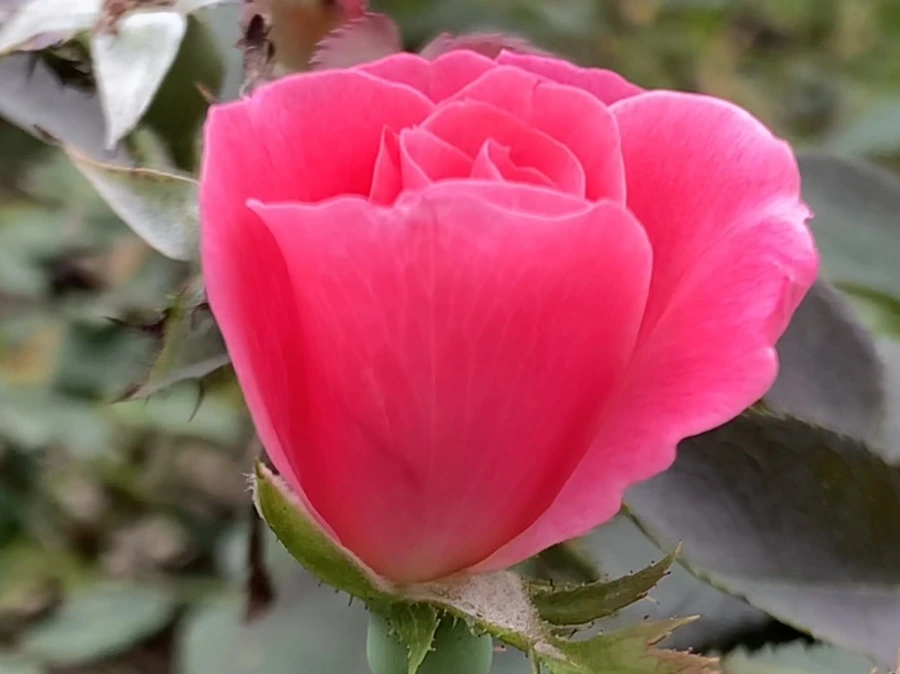 IMG_6073.jpg?type=w966