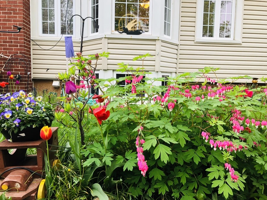 IMG_4047.jpg?type=w966