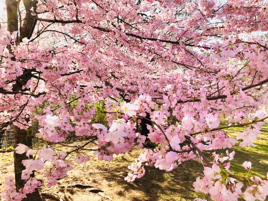 IMG_4539.jpg?type=w966