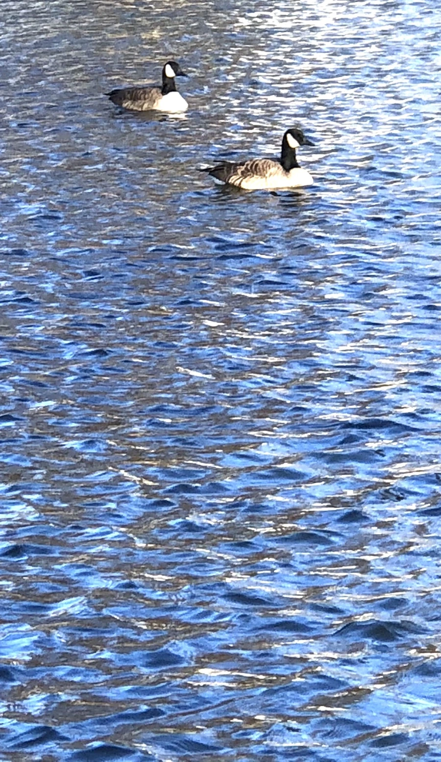 IMG_3907.jpg?type=w966