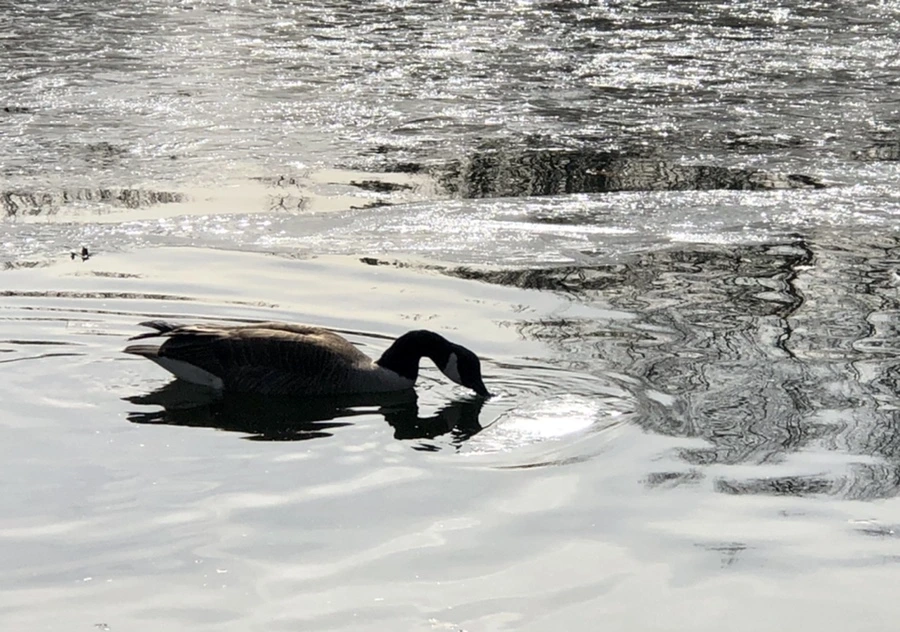 IMG_5802.jpg?type=w966