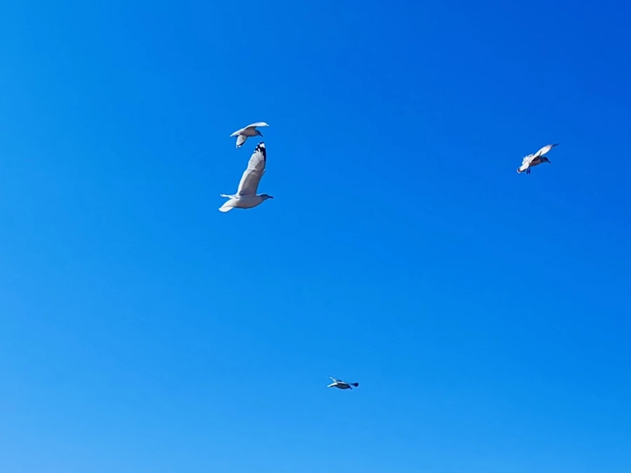 IMG_6671.jpg?type=w966