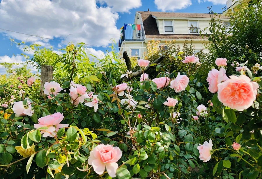 IMG_7647.jpg?type=w966