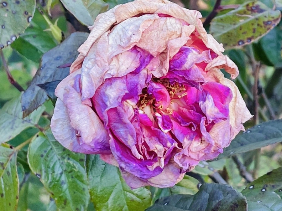 IMG_6038.jpg?type=w966