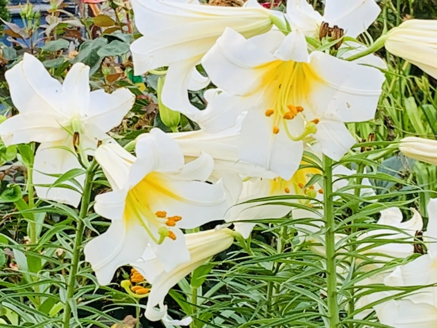 IMG_5643.jpg?type=w966