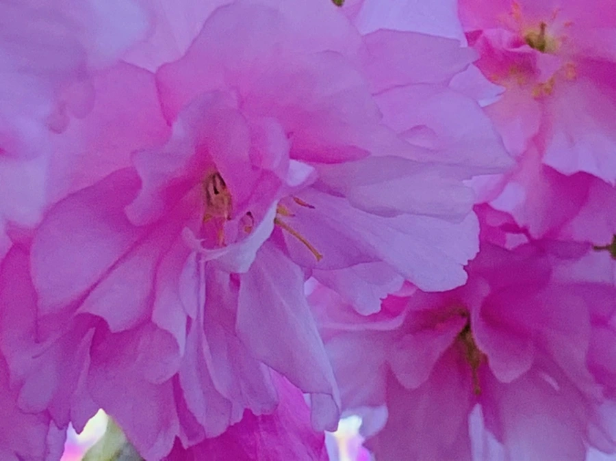 IMG_7378.jpg?type=w966