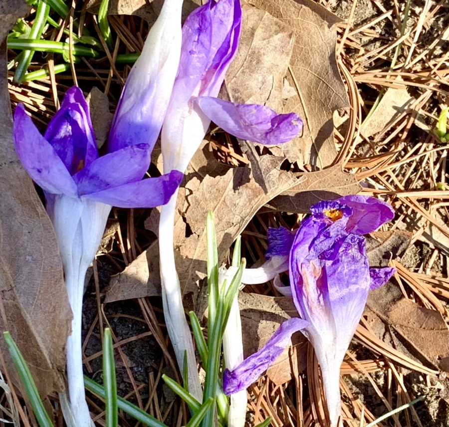 IMG_1460.jpg?type=w966