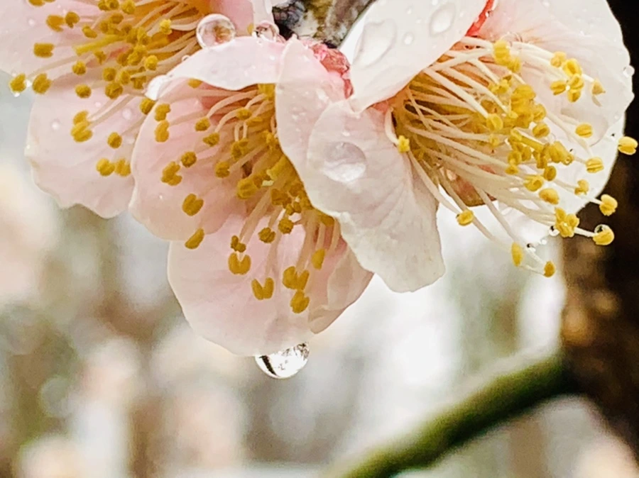 IMG_1917.jpg?type=w966