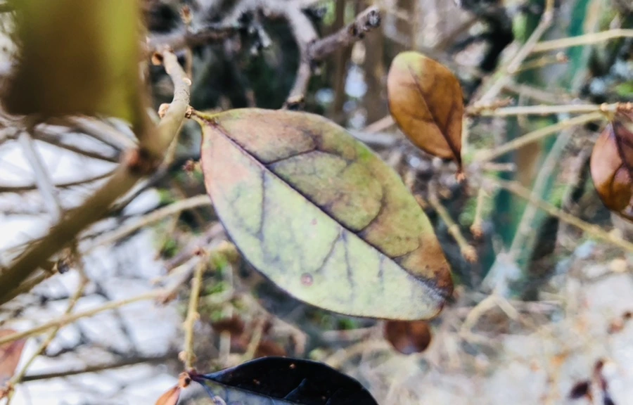 IMG_6358.jpg?type=w966