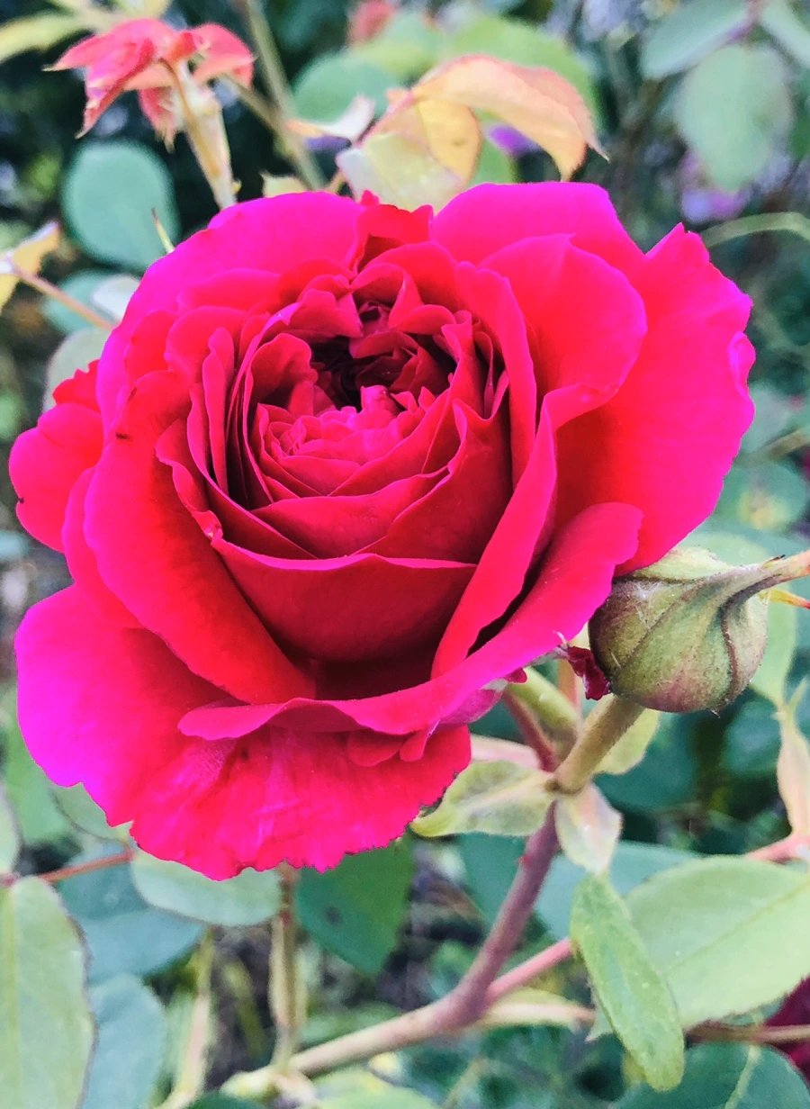 IMG_7798.jpg?type=w966