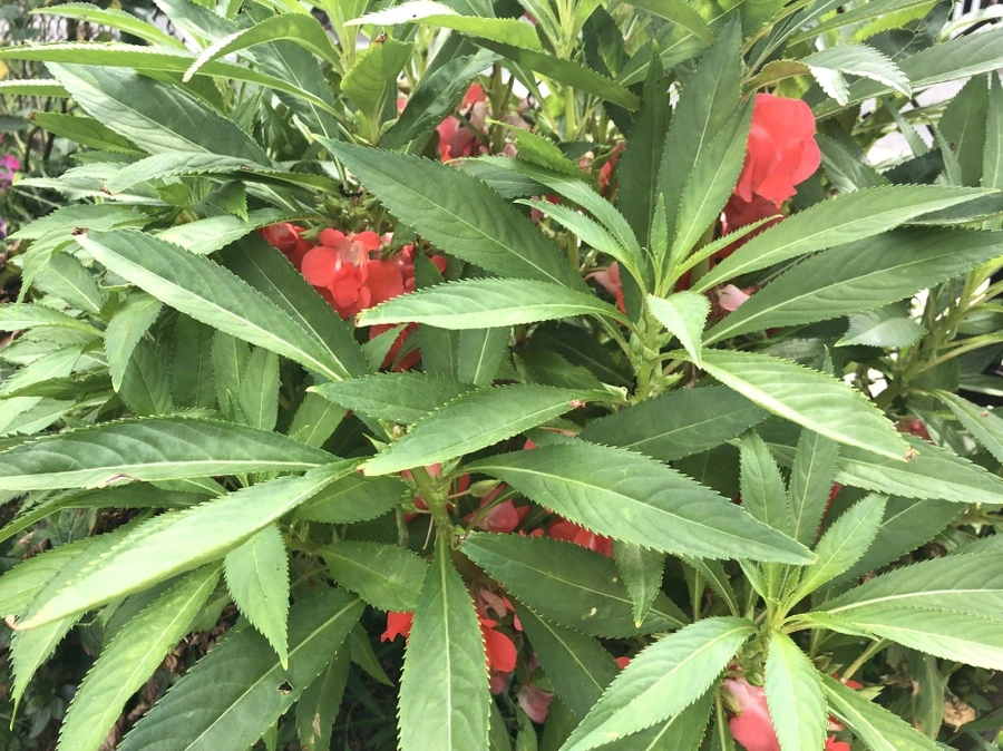 IMG_7170.jpg?type=w966