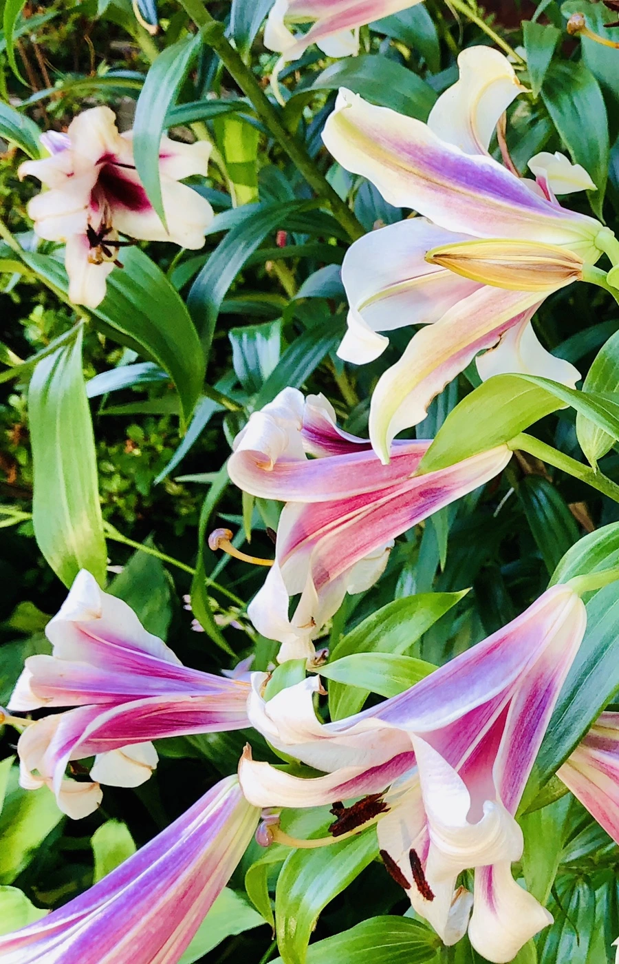 IMG_1904.jpg?type=w966