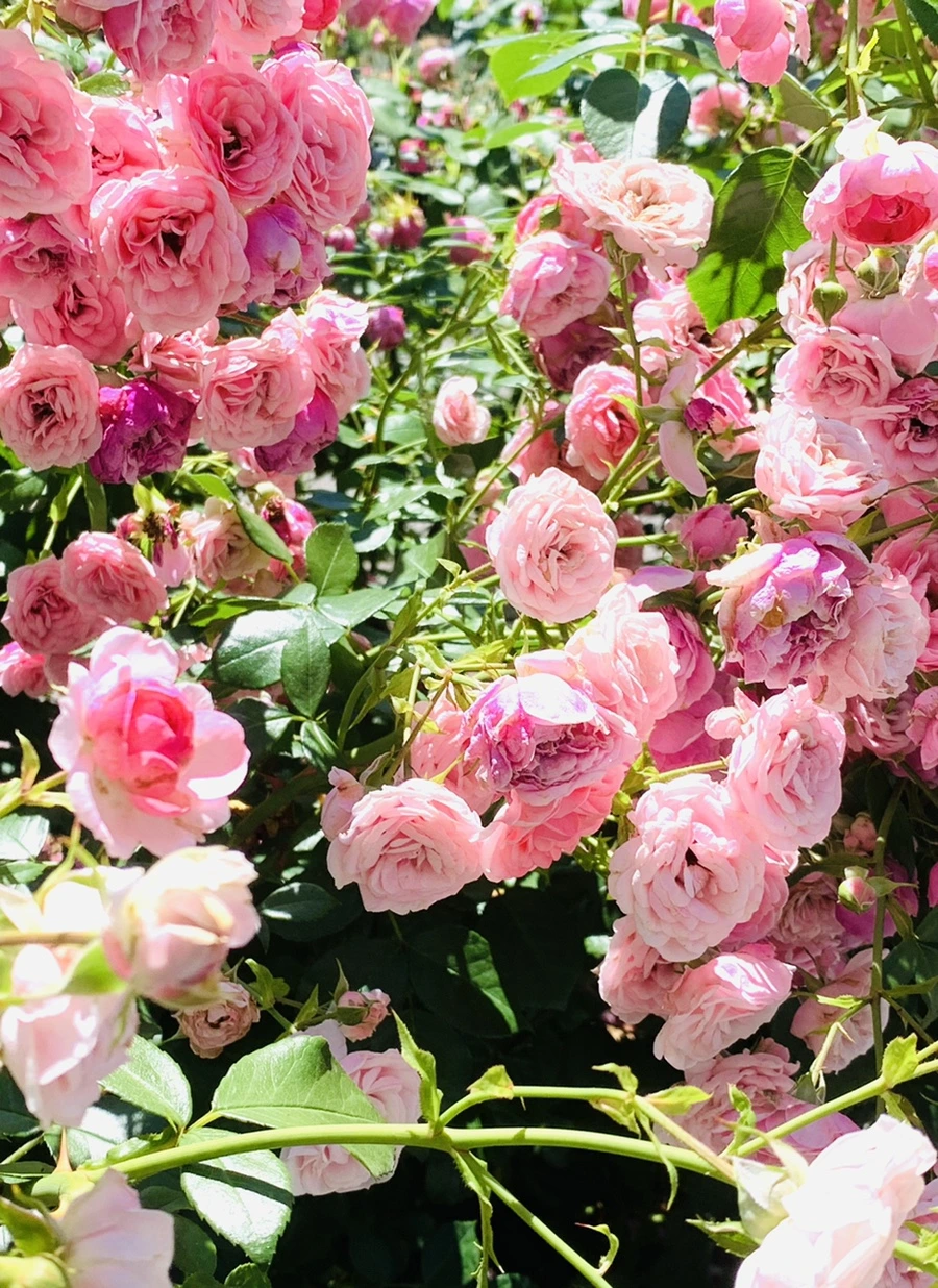 IMG_4149.jpg?type=w966