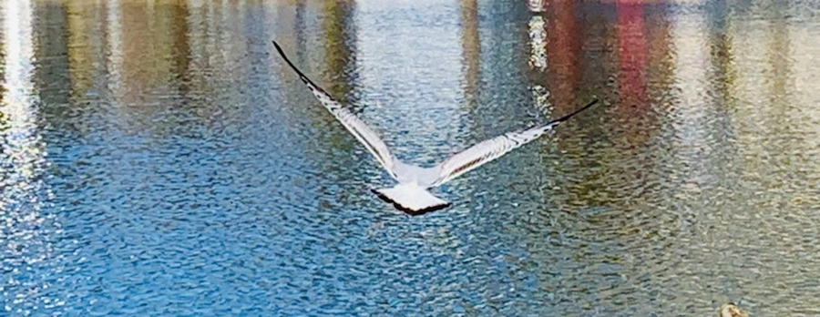 IMG_9267.jpg?type=w966