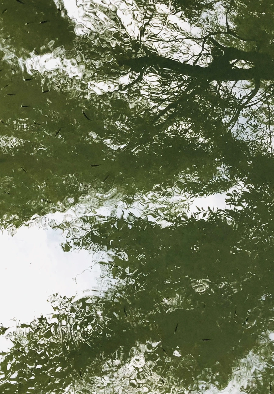 IMG_3081.jpg?type=w966