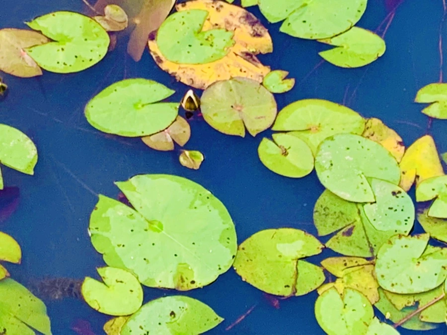 IMG_5552.jpg?type=w966