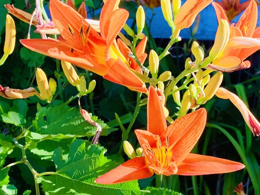 IMG_4853.jpg?type=w966