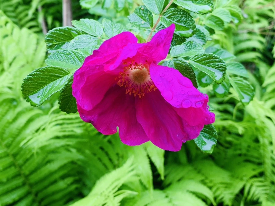 IMG_9810.jpg?type=w966