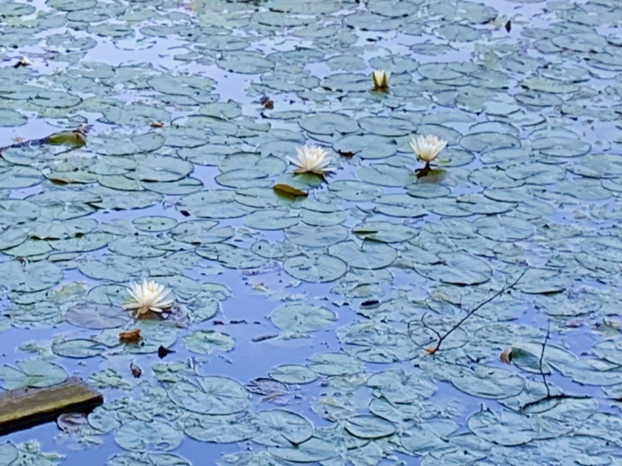 IMG_1024.jpg?type=w966