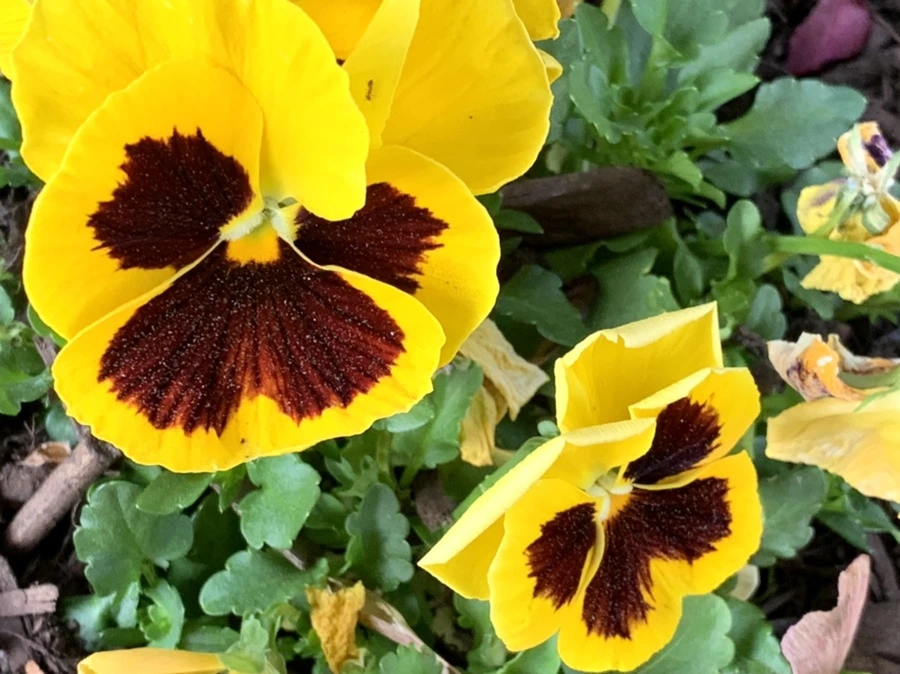 IMG_3257.jpg?type=w966