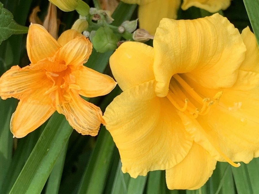 IMG_6029.jpg?type=w966