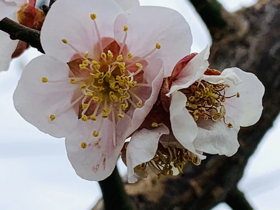 IMG_3605.jpg?type=w966