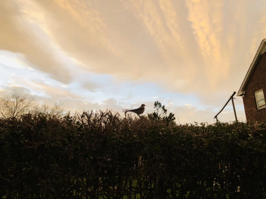 IMG_8219.jpg?type=w966