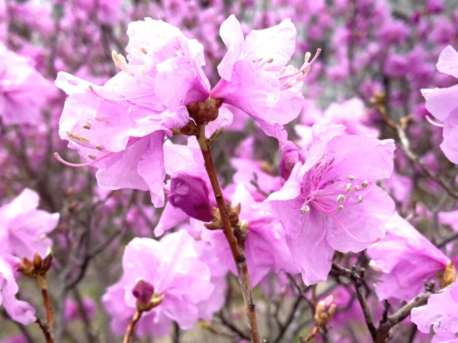 IMG_6132.jpg?type=w966