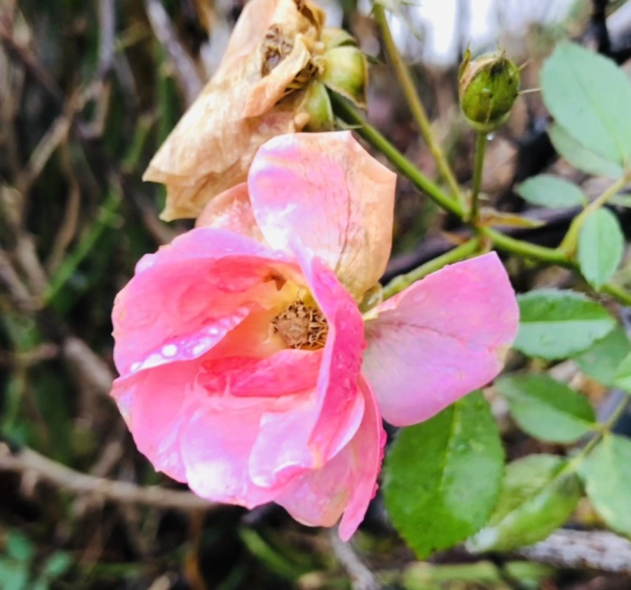 IMG_8150.jpg?type=w966