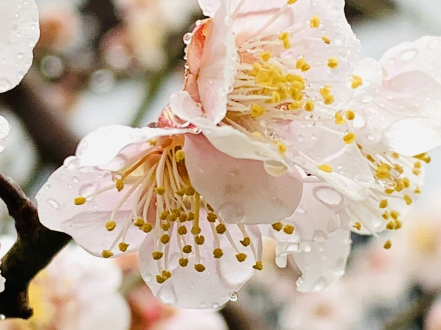 IMG_1908.jpg?type=w966