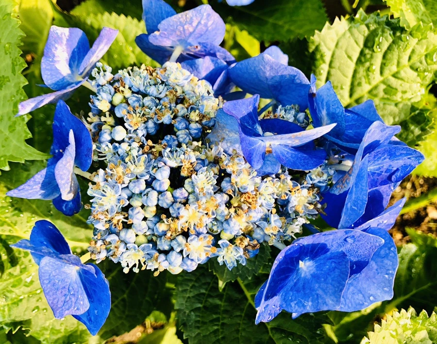 IMG_8705.jpg?type=w966