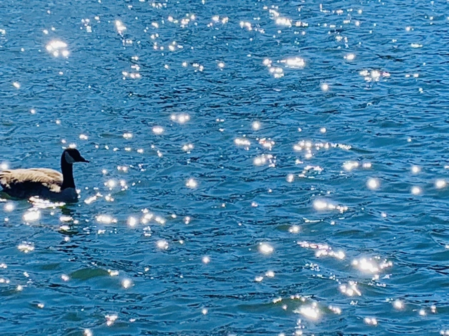 IMG_7575.jpg?type=w966