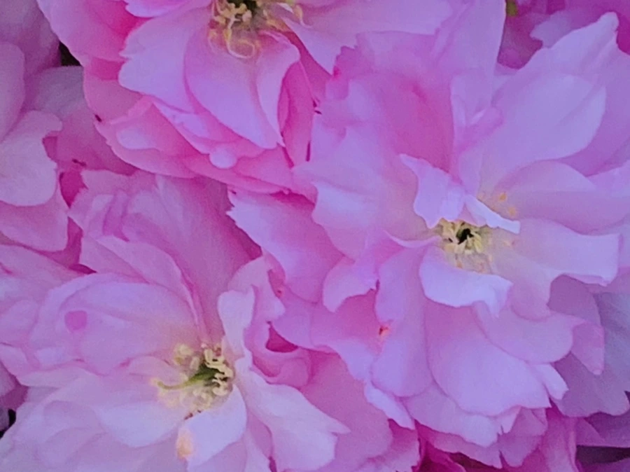 IMG_7364.jpg?type=w966