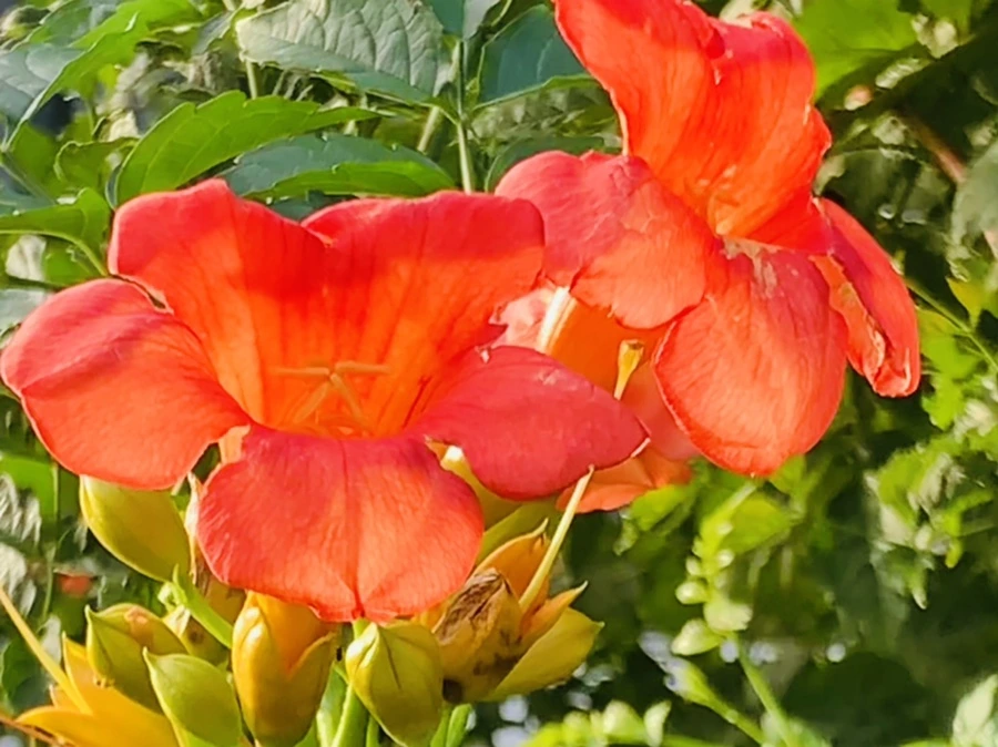 IMG_7030.jpg?type=w966