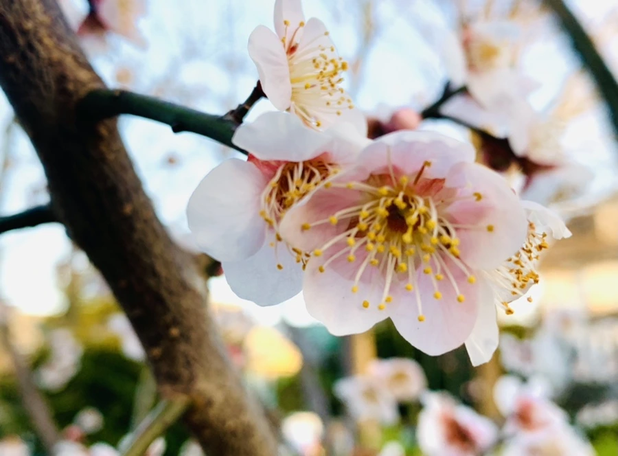 IMG_2224.jpg?type=w966