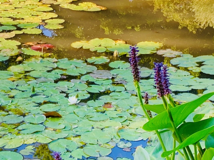 IMG_4272.jpg?type=w966