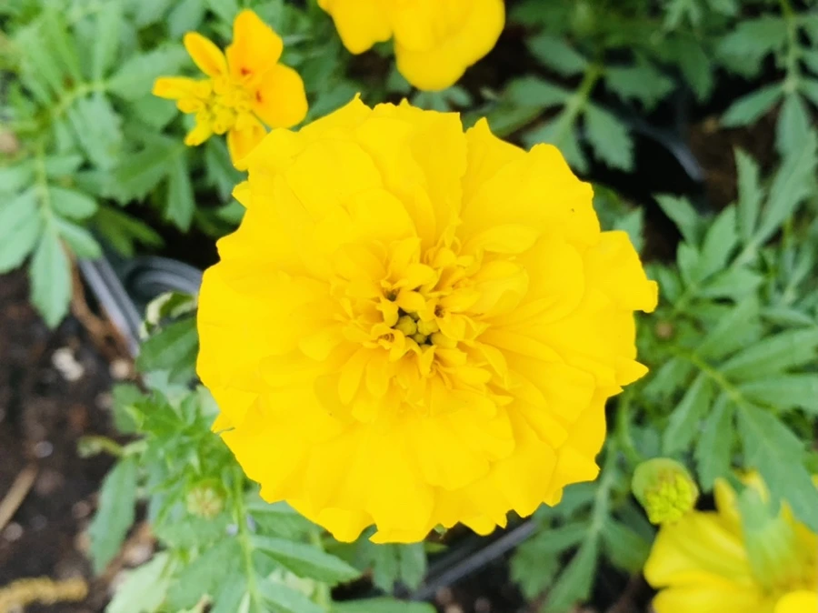 IMG_9054.jpg?type=w966