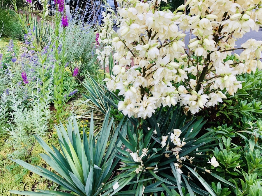 IMG_0221.jpg?type=w966