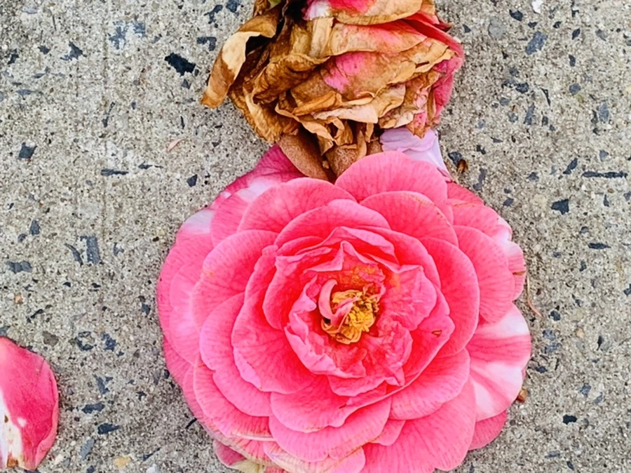 IMG_7782.jpg?type=w966