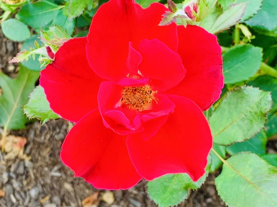 IMG_2697.jpg?type=w966