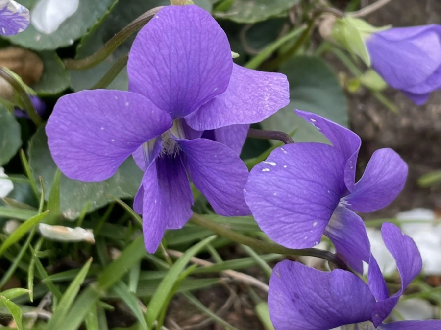 IMG_2418.jpg?type=w966