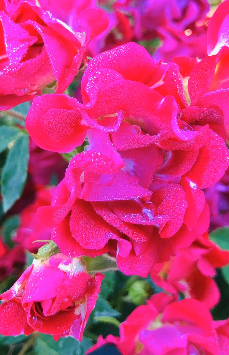 IMG_9014.jpg?type=w966