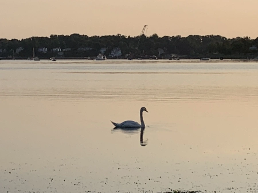 IMG_9686.jpg?type=w966